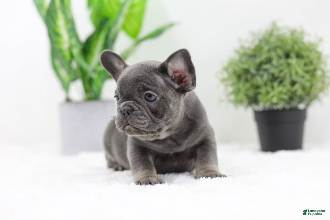 French Bulldog dogs for sale: Earl - Ad 5