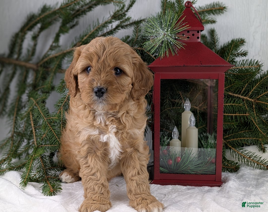 Cavapoo dogs for sale: Arthur  - Ad 7