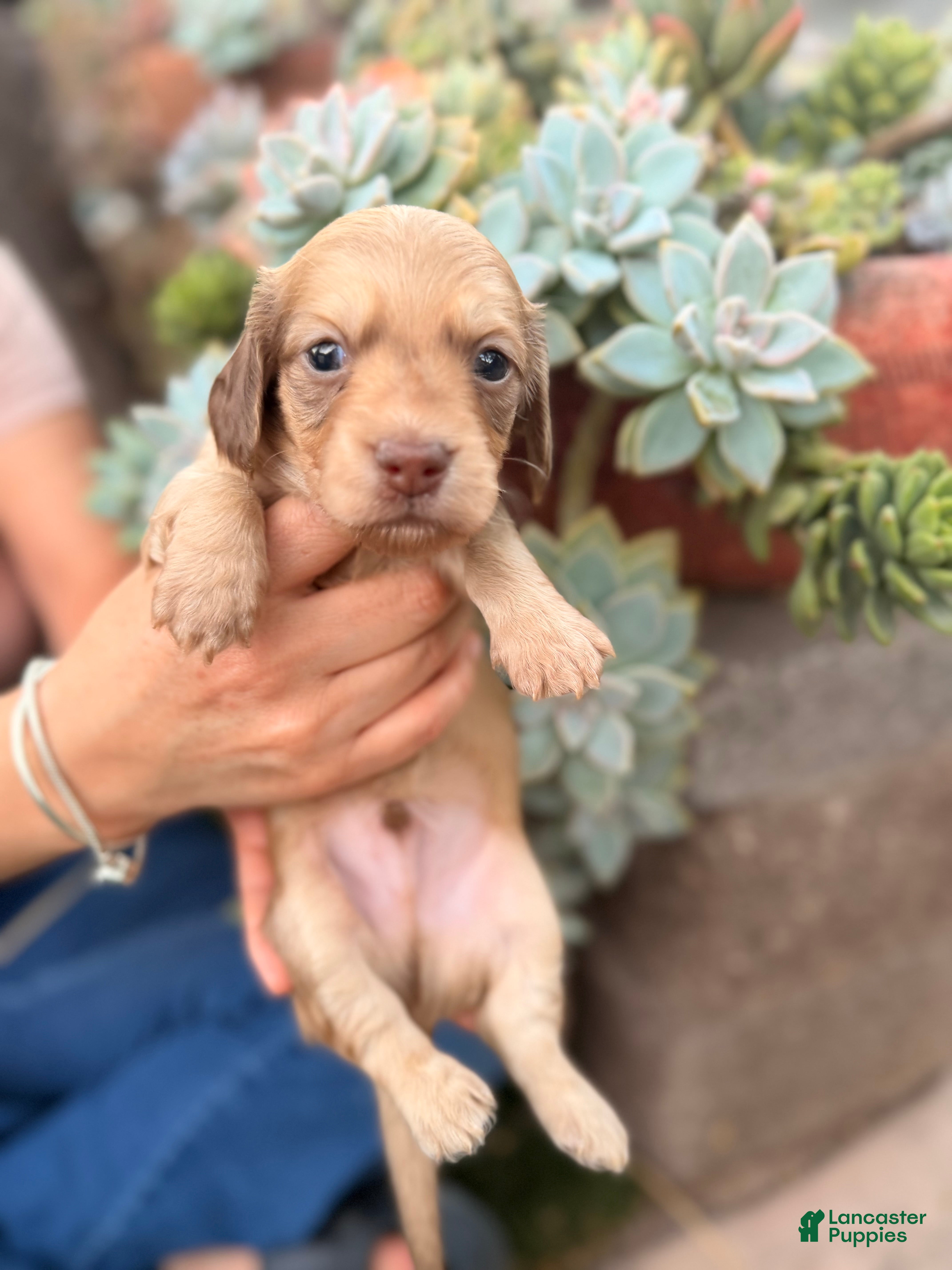 Miniature Dachshund dogs Miniature Dachshund 4 - Ad 1
