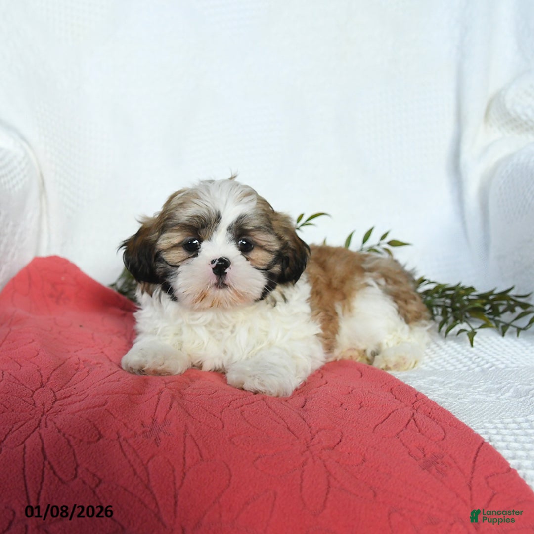 Shih Tzu dogs for sale: Lincoln - Ad 5