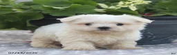 Maltese dogs for sale: Ann - Ad 9