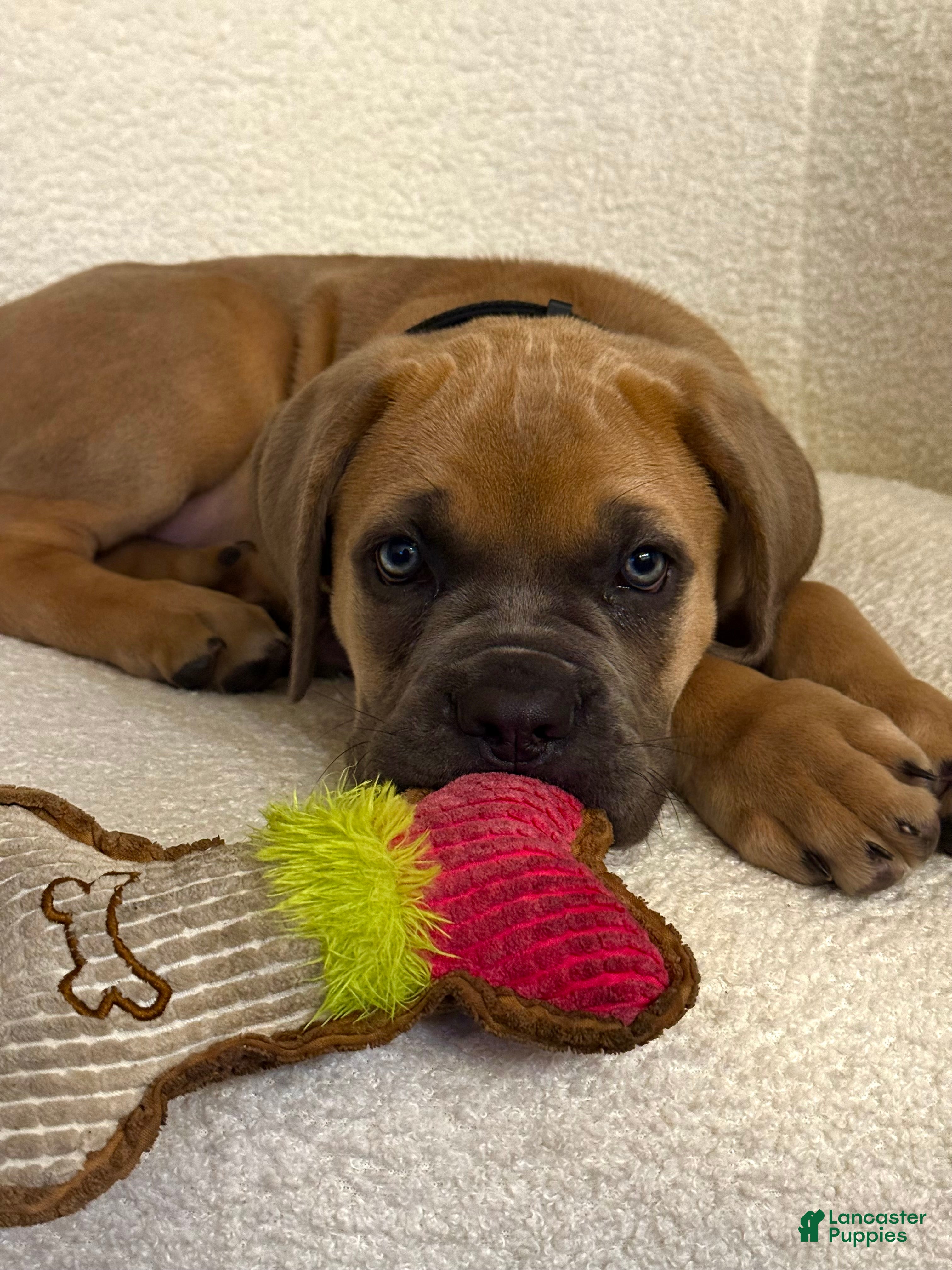 Cane Corso dogs for sale: Luna - Ad 9