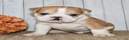 Mixed Breed dogs for sale: Arlo Male English Bulldog - Ad 7