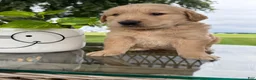 Golden Retriever dogs for sale: Fletcher - Ad 5