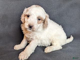 Mini Goldendoodle dogs Dixie F1B - Ad 4