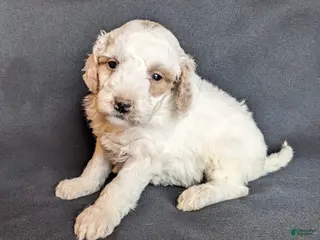 Mini Goldendoodle dogs Dixie F1B - Ad 18