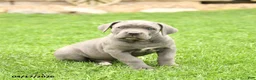 Cane Corso dogs for sale: Savannah - Ad 3