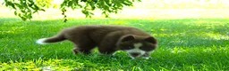 Siberian Husky dogs for sale:  S2 - Ad 3