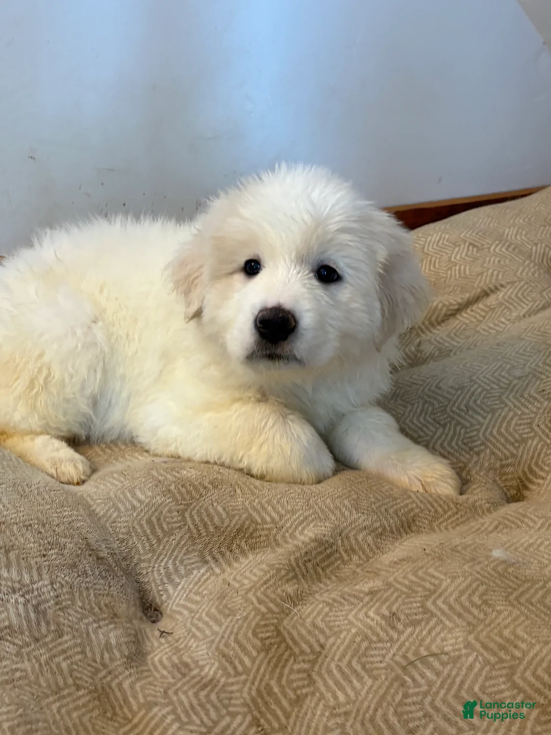 Great Pyrenees dogs for sale:  Puppy 4 (Gray Collar) - Ad 1
