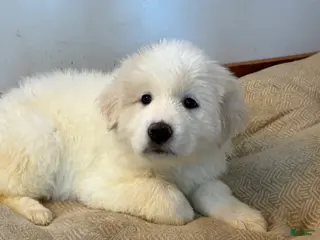 Great Pyrenees dogs Puppy 4 (Gray Collar) - Ad 4