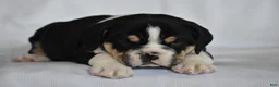 Beabull dogs for sale: Rocky - Ad 5
