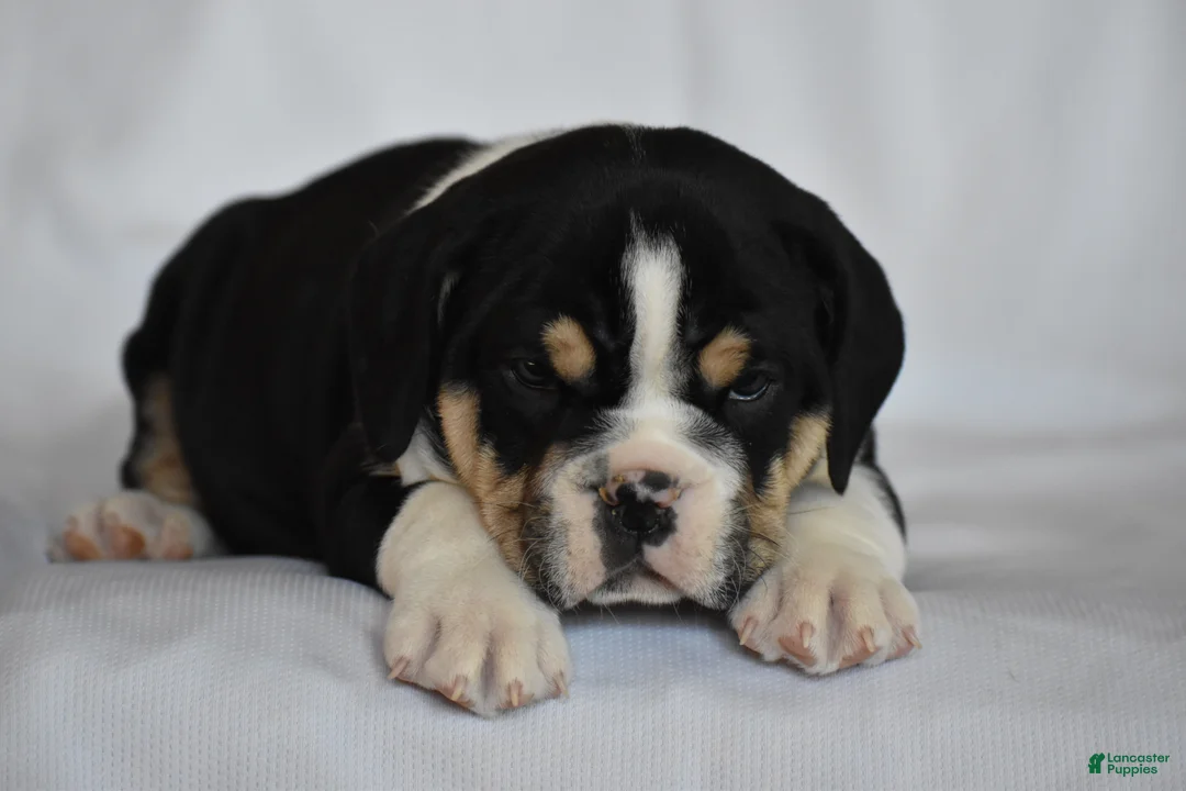 Beabull dogs for sale: Rocky - Ad 5