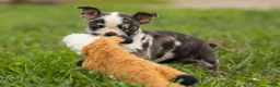 Frenchton dogs for sale: BRANDY - Ad 7