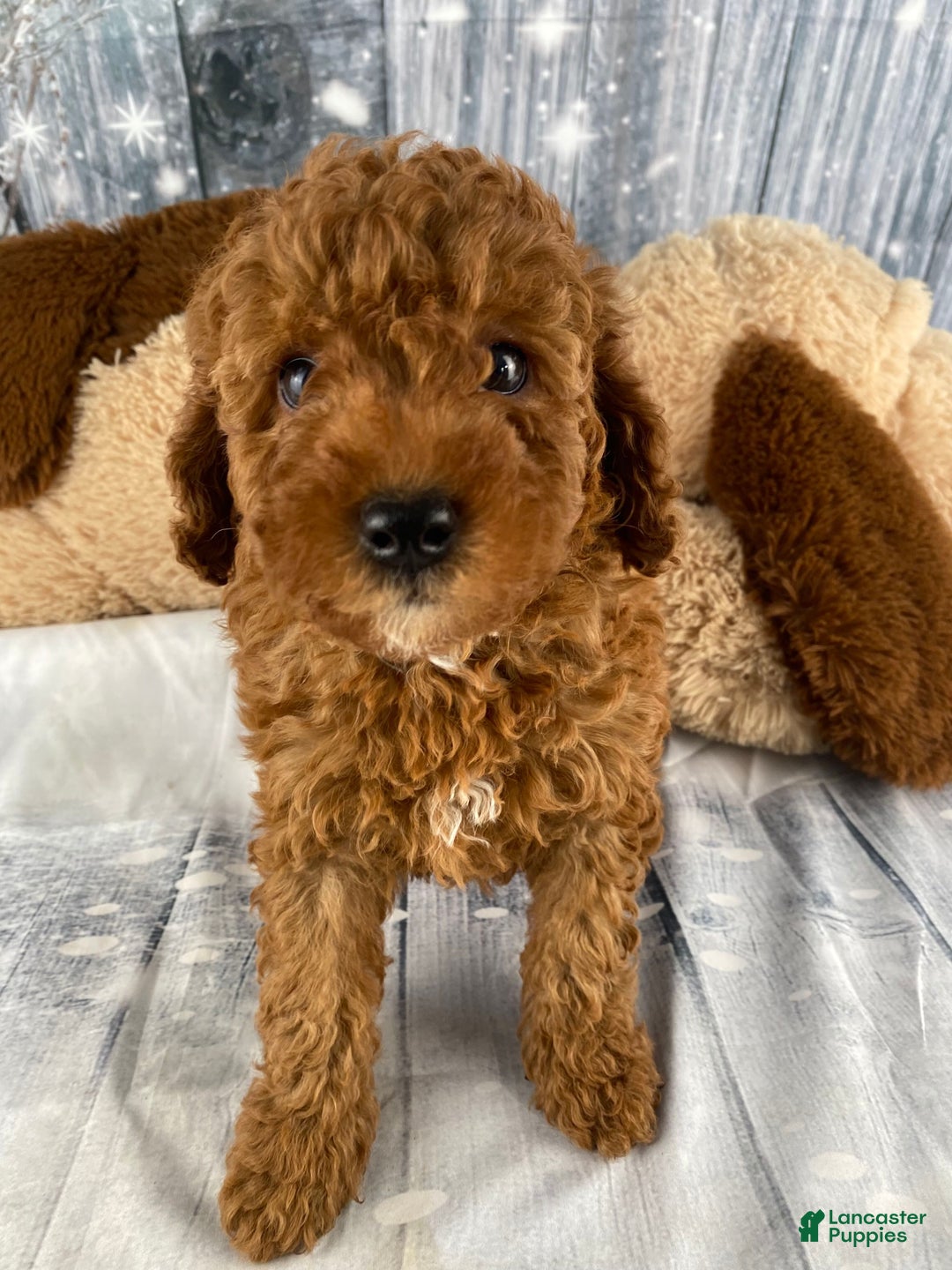 Miniature Poodle dogs for sale: Apollo - Ad 3