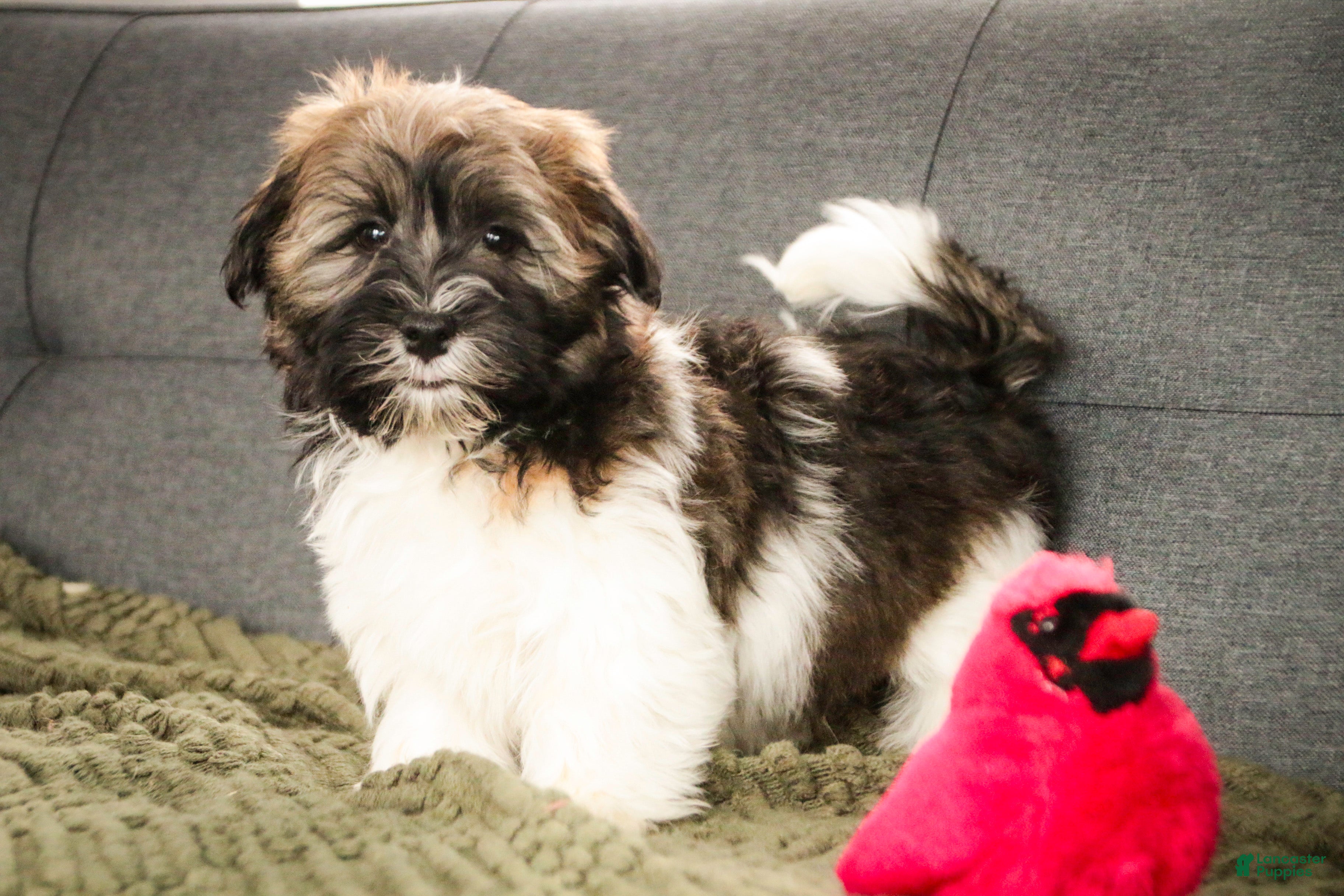 Havanese dogs Biscotti - Ad 2