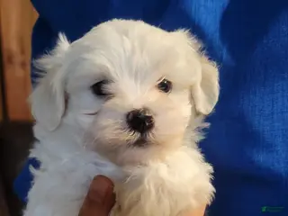 Maltipoo dogs Fern - Ad 10