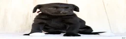 Labrador Retriever dogs for sale: Ariel - Ad 9
