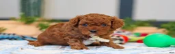 Cavapoo dogs for sale: Anson - Ad 2