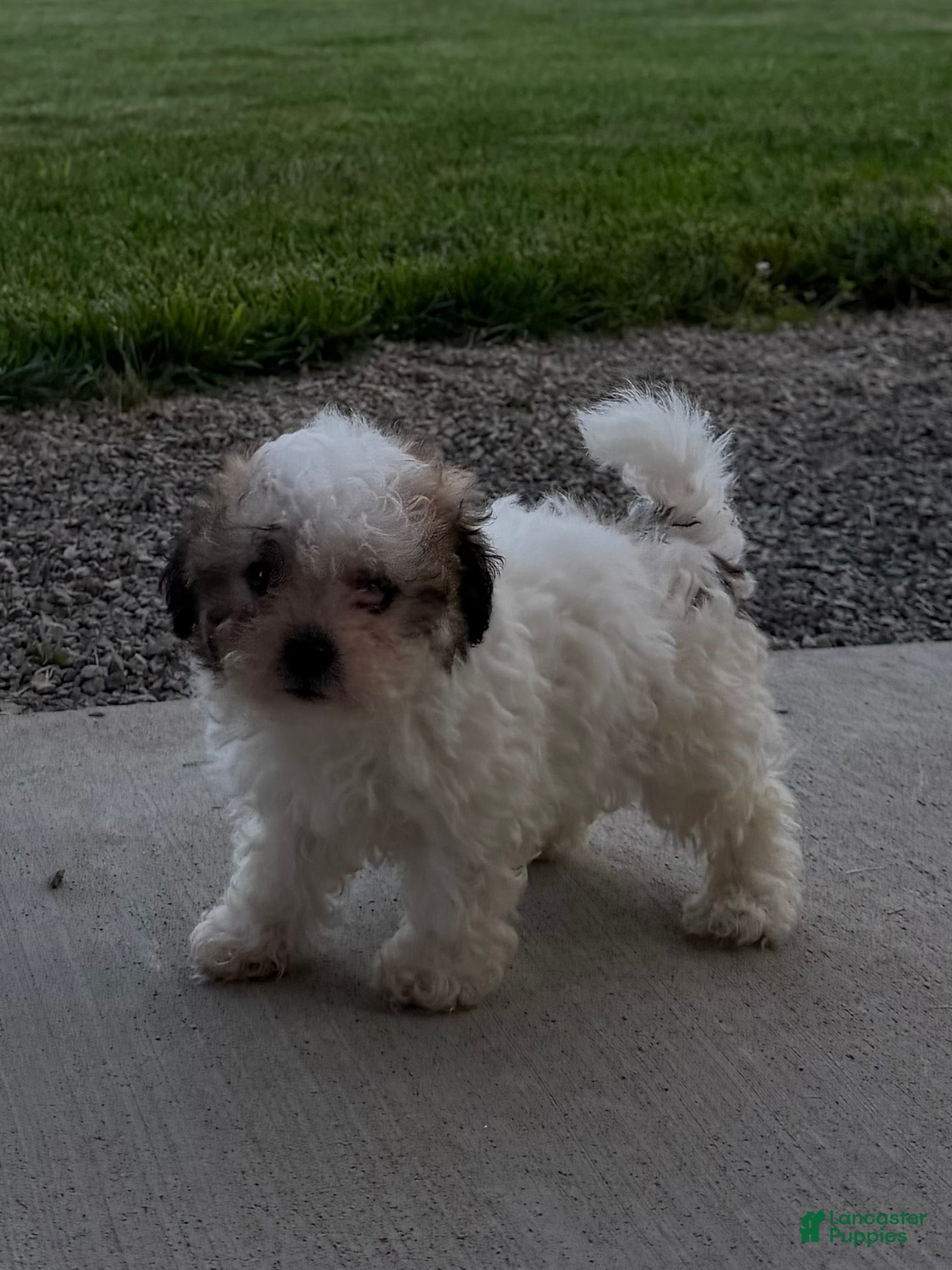 Teddy Bear dogs Remi - Ad 2