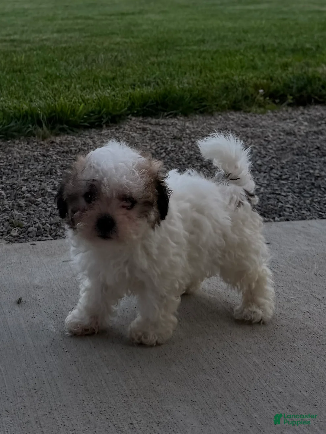 Teddy Bear dogs for sale: Remi - Ad 2
