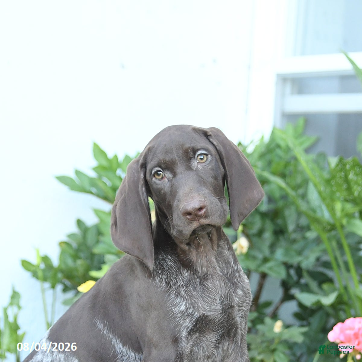 German Shorthaired Pointer dogs Cinnamon - Ad 2