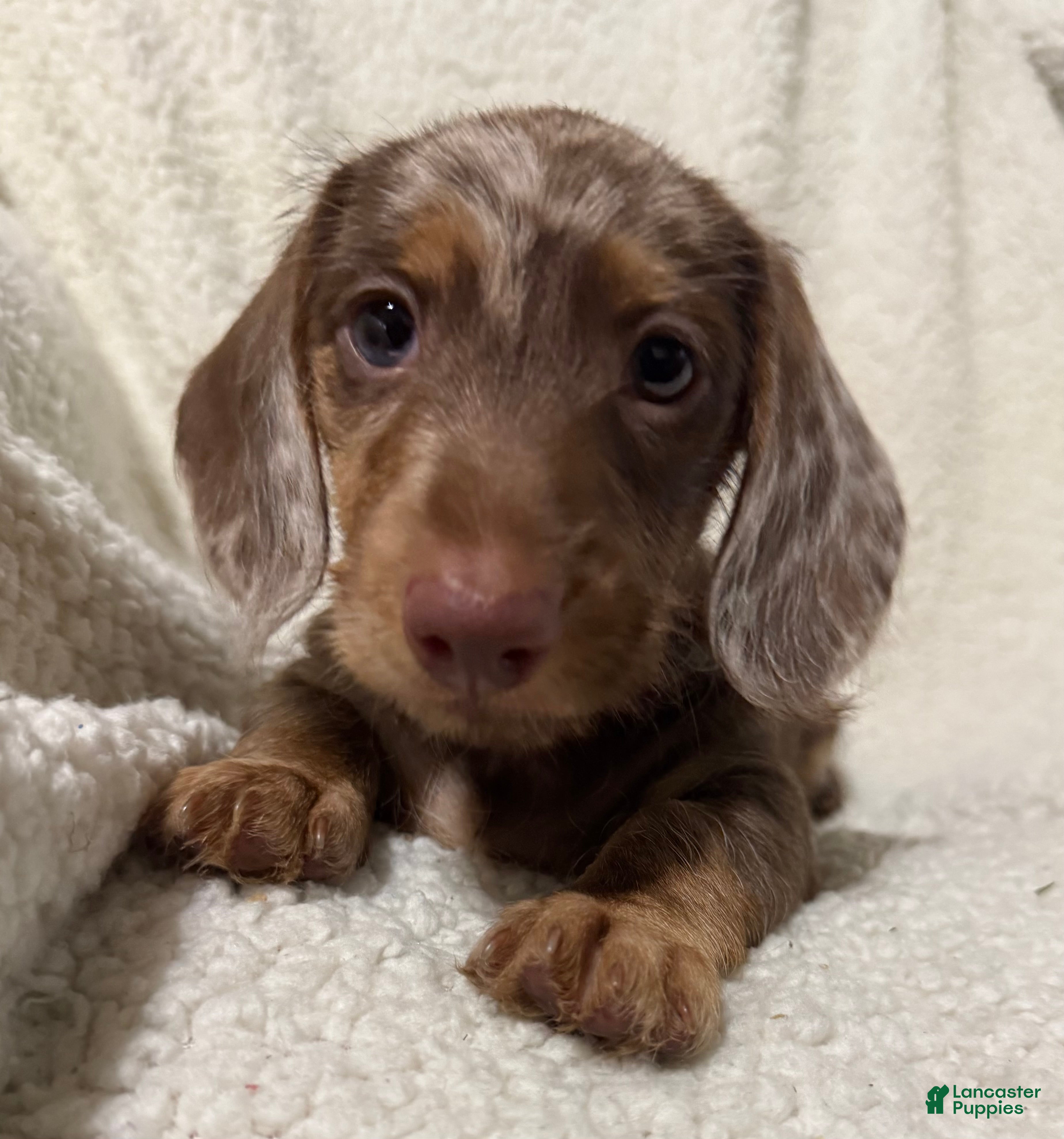 Miniature Dachshund dogs MERLEY GIRL - Ad 1