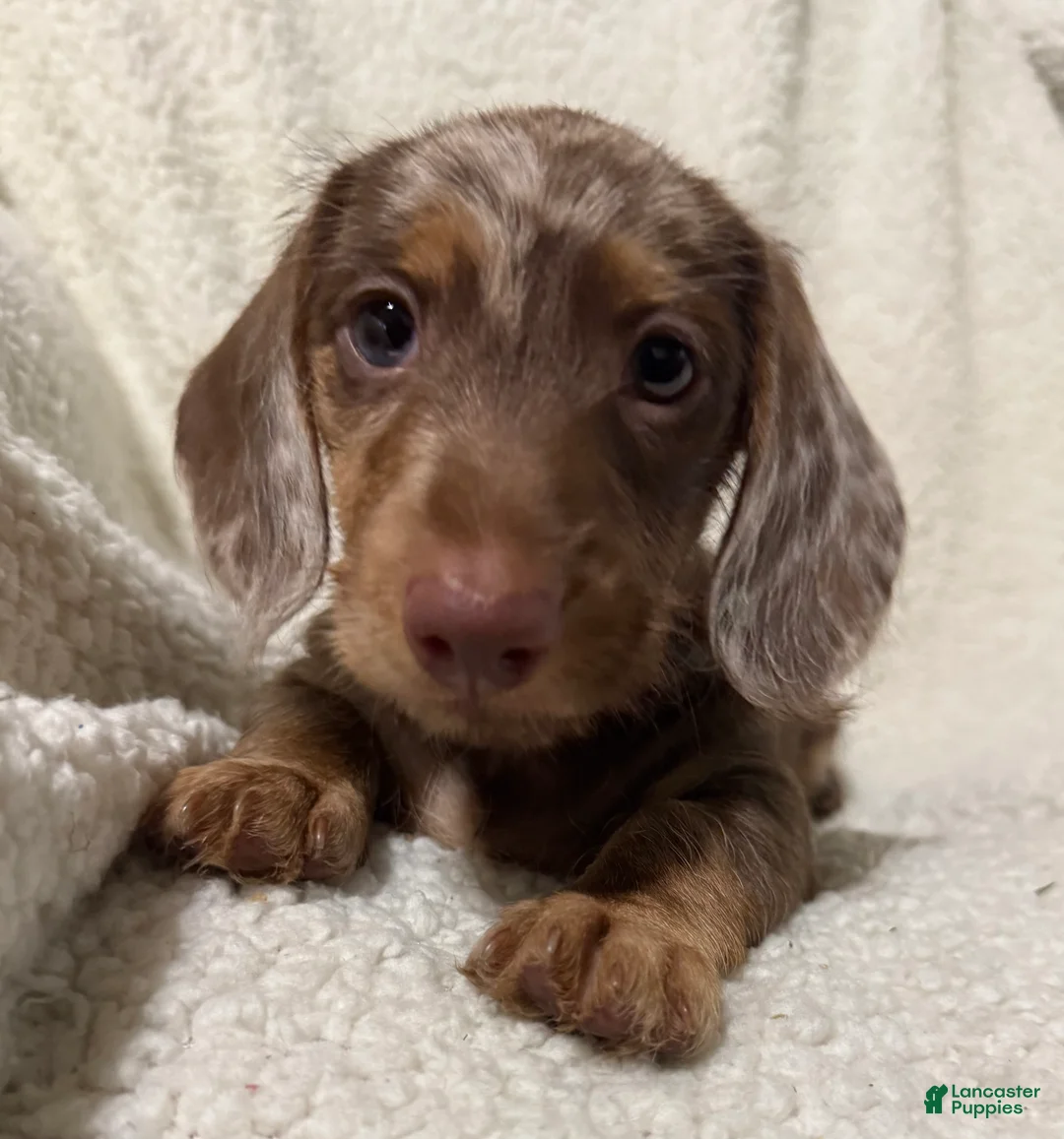 Miniature Dachshund dogs for sale: MERLEY GIRL - Ad 1