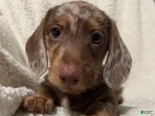 Miniature Dachshund dogs MERLEY GIRL - Ad 1