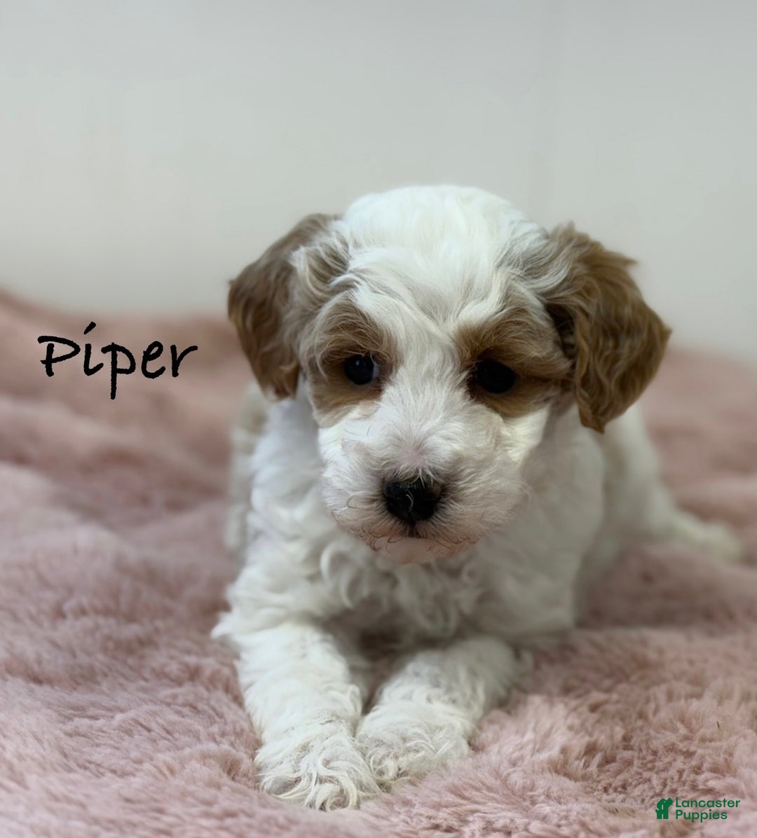 Mini Goldendoodle dogs for sale: Piper - Ad 2