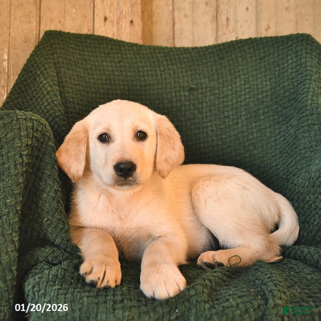 Mixed Breed dogs for sale: Cooper  - Ad 1