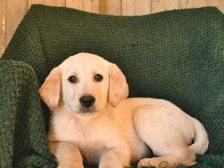 Mixed Breed dogs Cooper - Ad 7