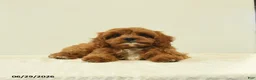 Cavapoo dogs for sale: Mercy - Ad 5