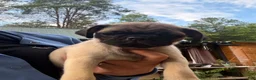 Pug dogs for sale: Mimosa - Ad 4
