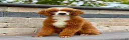 Mini Goldendoodle dogs for sale: December - Ad 20