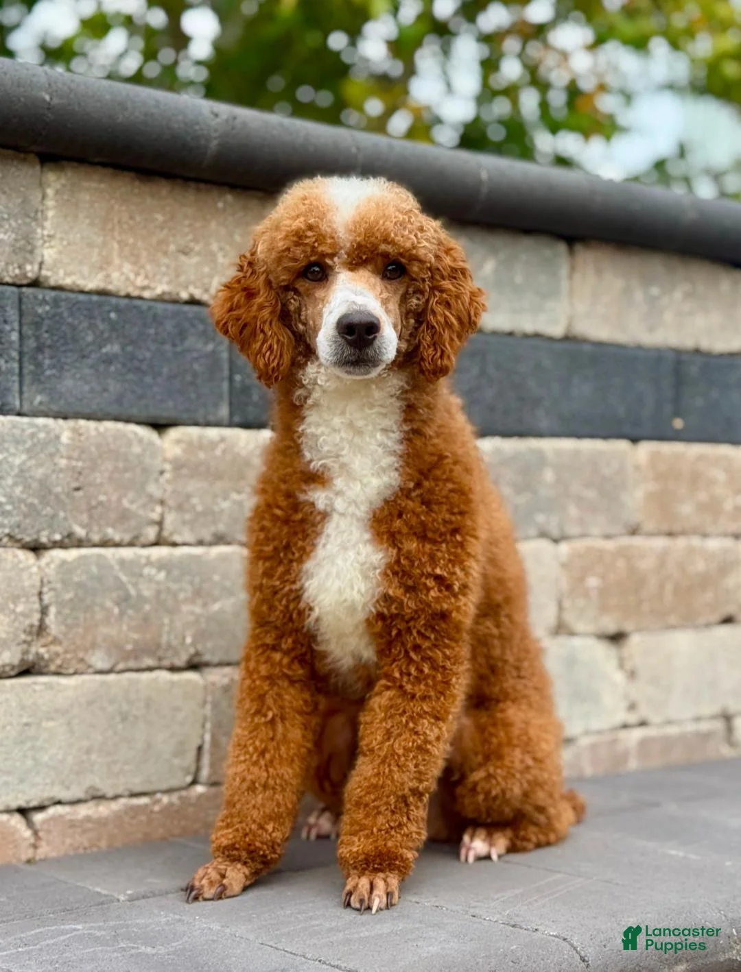 Mini Goldendoodle dogs for sale: April - Ad 9