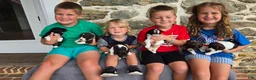 Portuguese Water Dog dogs for sale: David - Ad 13