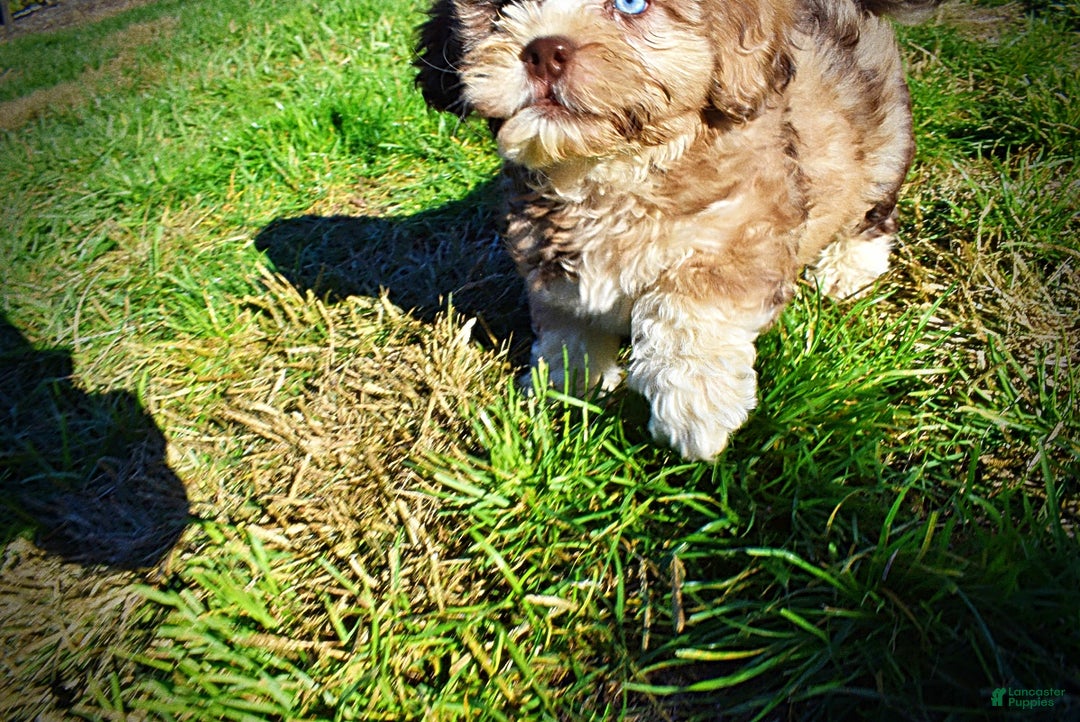 Havapoo dogs for sale: Jasper - Ad 10