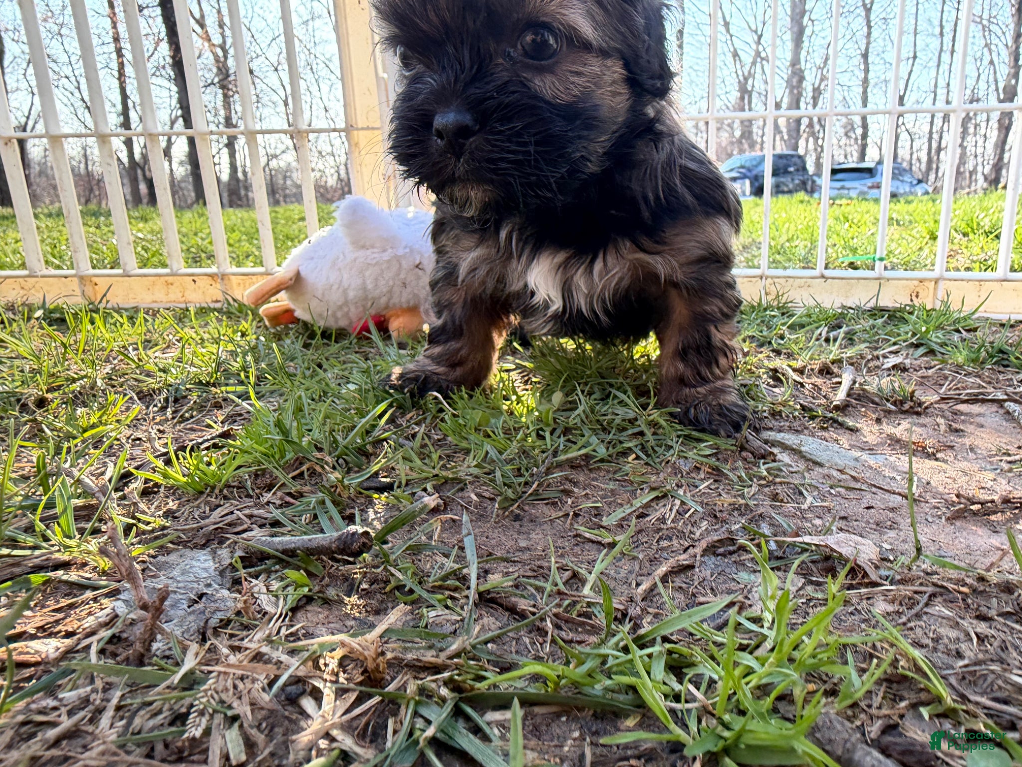 Shih Tzu dogs Brutus - Ad 2