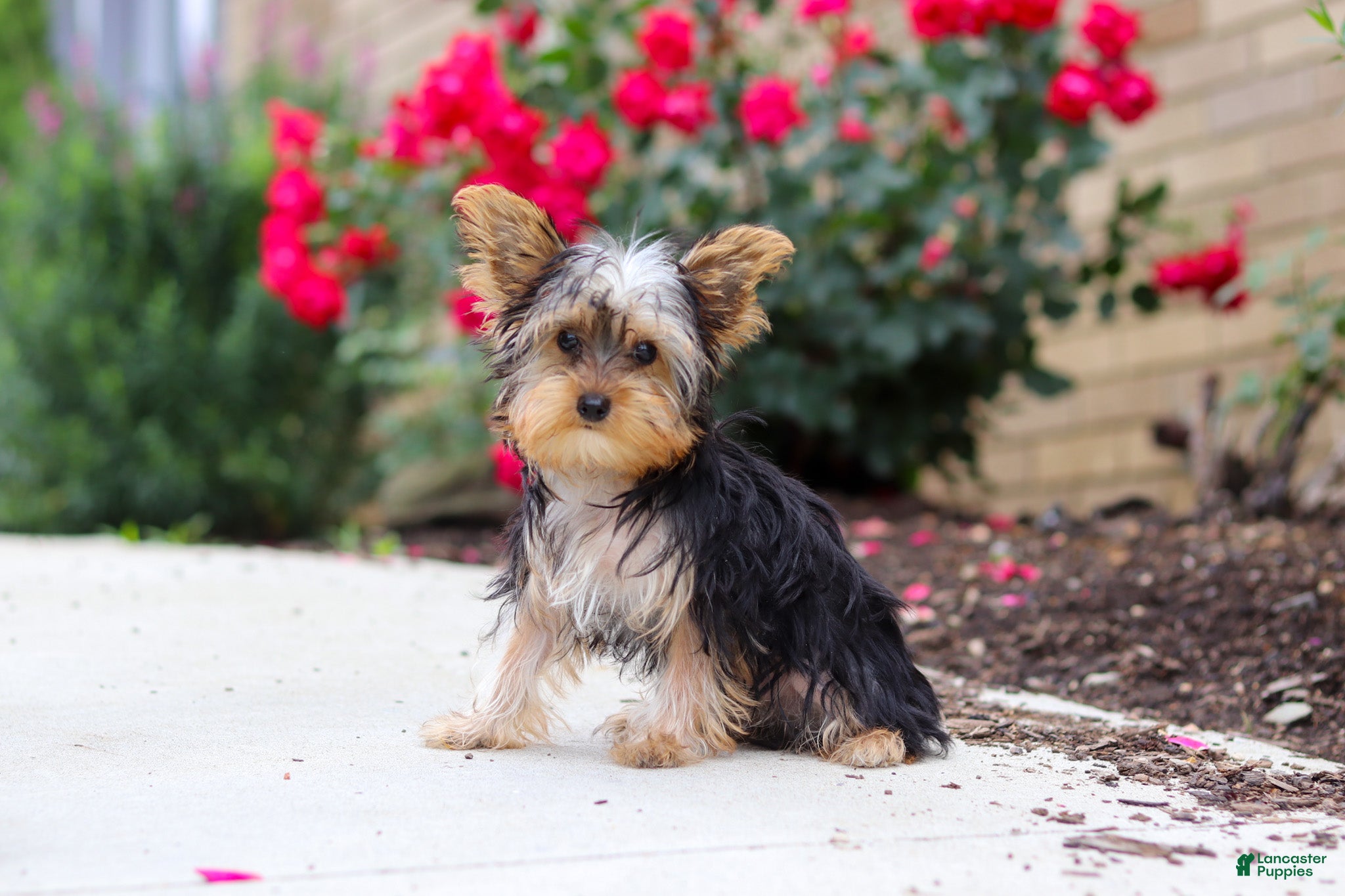 Yorkshire Terrier dogs Ollie - Ad 2