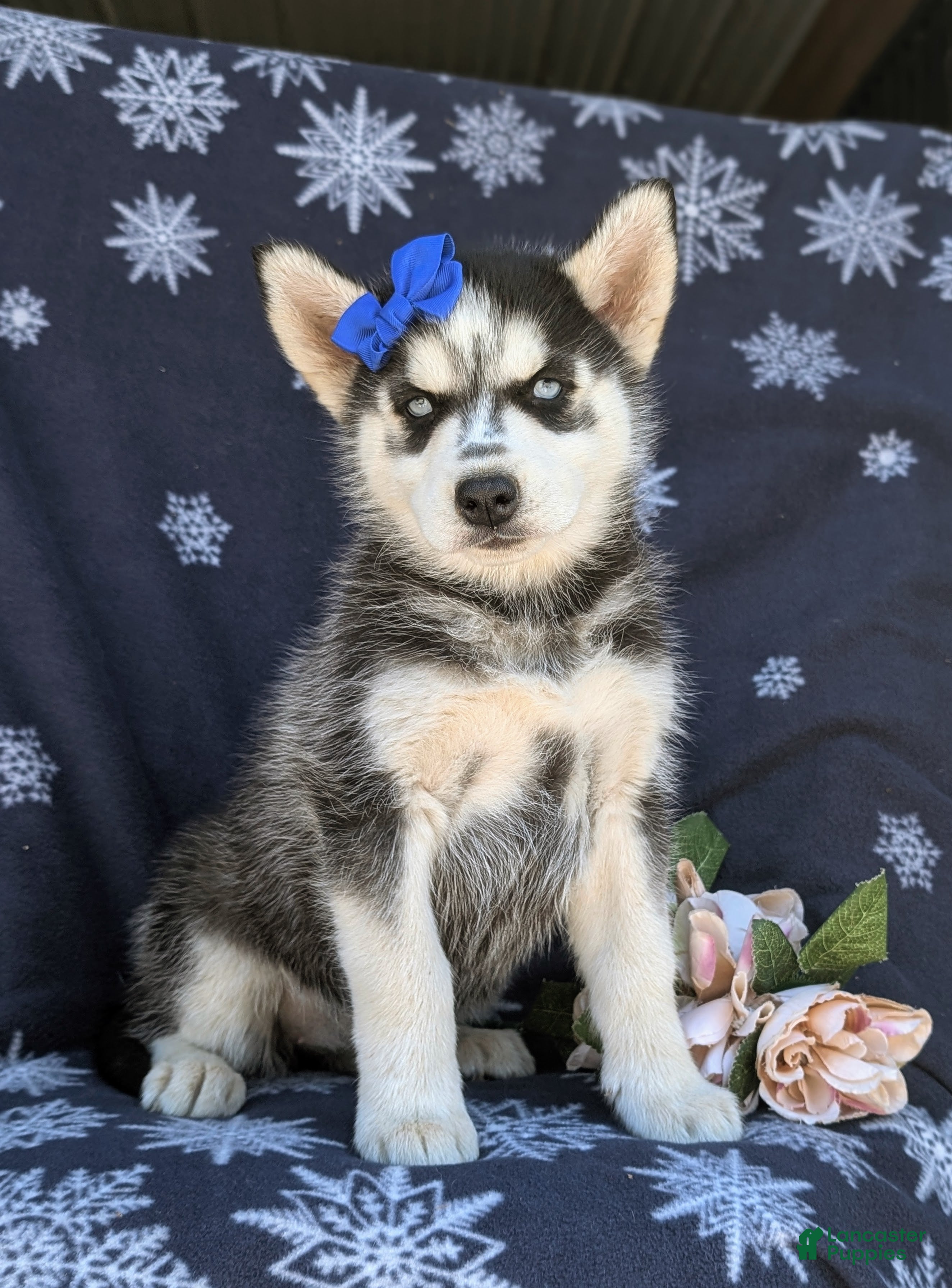 Siberian Husky dogs Justina - Ad 1