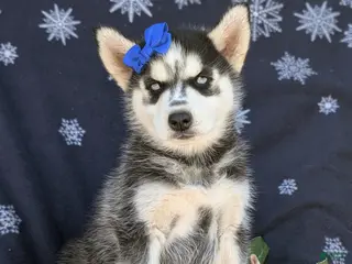 Siberian Husky dogs for sale: Justina - Ad 4