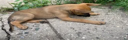 Mixed Breed dogs for sale: Mixed Breed 1 - Ad 6