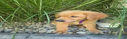 Golden Retriever dogs for sale: Golden Retriever 1 Layla - Ad 3