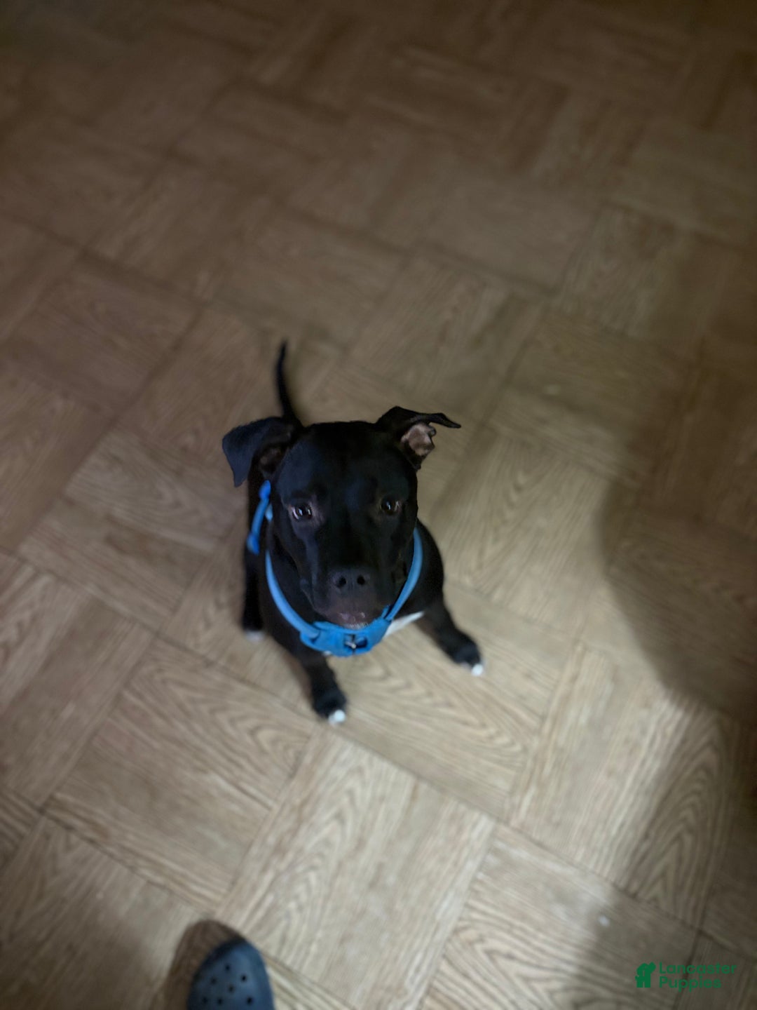 Mixed Breed dogs for sale: Mixed Breed Puppy 9 - Ad 5