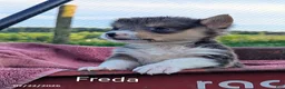Welsh Corgi Pembroke dogs for sale: Freda - Ad 1