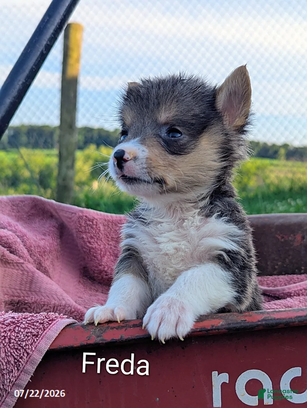 Welsh Corgi Pembroke dogs for sale: Freda - Ad 1