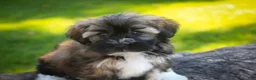 Havanese dogs for sale: Blitz Havanese  - Ad 2
