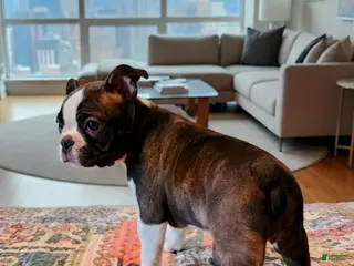 Boston Terrier dogs Anna Belle - Ad 13