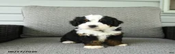 Bernedoodle dogs for sale: Serenade - Ad 3