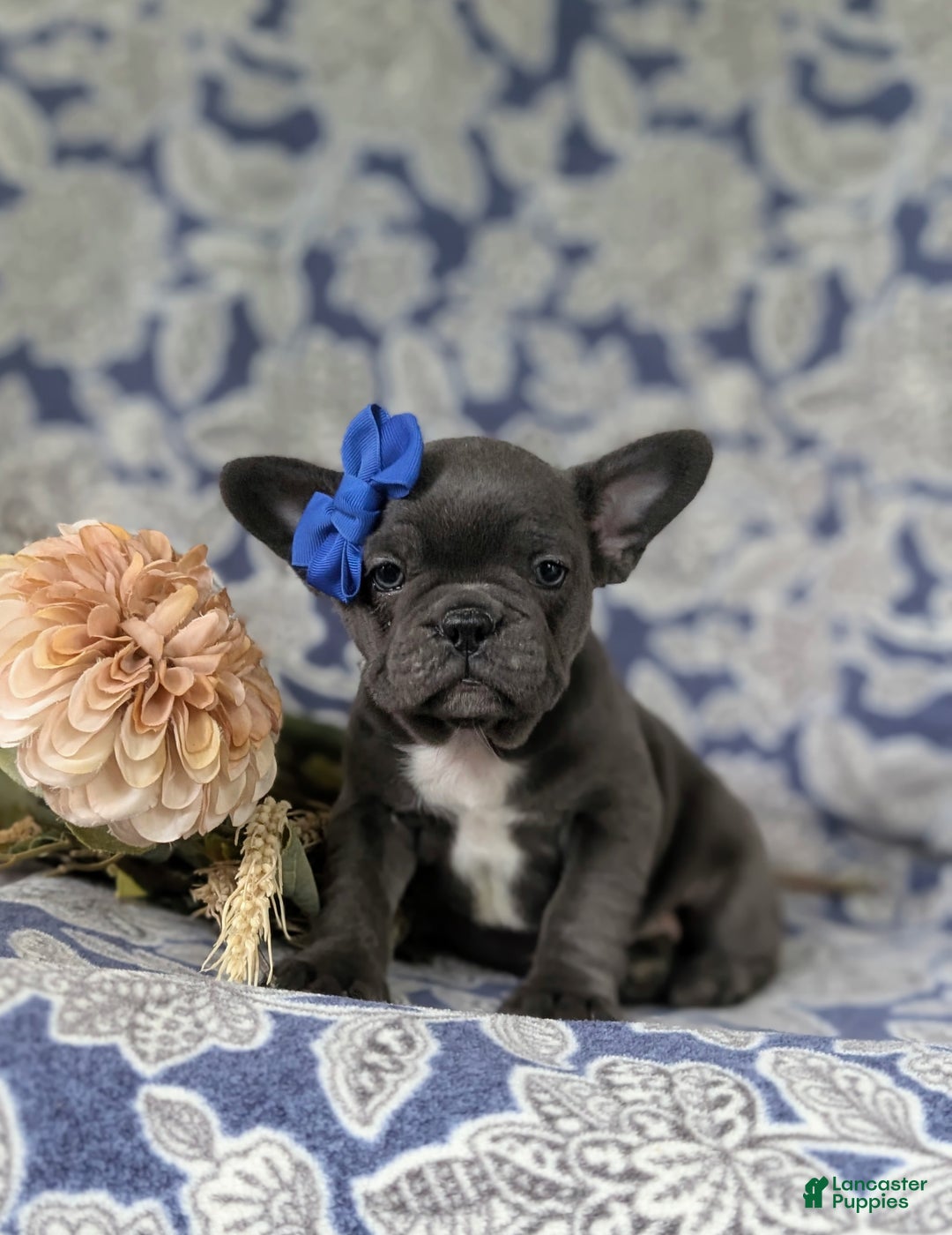 French Bulldog dogs for sale: Nadia - Ad 13